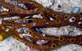 Octopus Sponge - Ectyoplasia ferox (?)