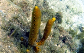 Row Pore Sponge