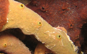 Row Pore Sponge