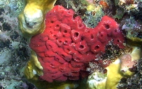 Shallow Water Strawberry Sponge - Igernella notabilis