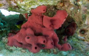 Shallow Water Strawberry Sponge - Igernella notabilis