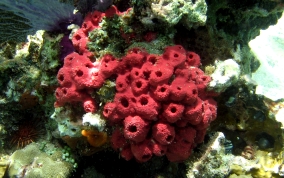 Shallow Water Strawberry Sponge - Igernella notabilis