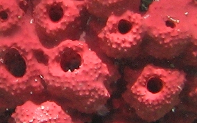 Shallow Water Strawberry Sponge - Igernella notabilis