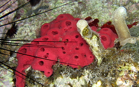 Shallow Water Strawberry Sponge - Igernella notabilis