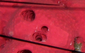 Shallow Water Strawberry Sponge - Igernella notabilis