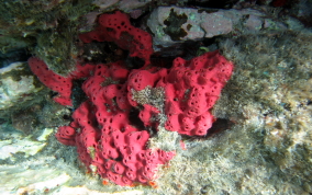 Shallow Water Strawberry Sponge - Igernella notabilis