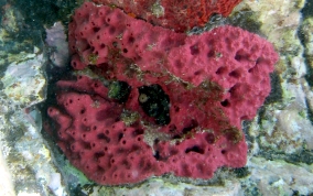Shallow Water Strawberry Sponge - Igernella notabilis