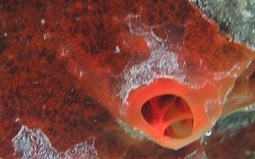 Volcano / Fire Sponge - Tedania klausi/ Tedania ignis