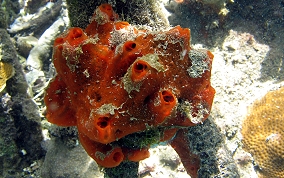 Volcano / Fire Sponge - Tedania klausi/ Tedania ignis