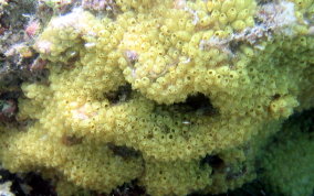 Bulb tunicate