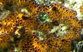 Flat tunicate