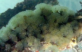 Button Mangrove tunicate - Eudistoma olivaceum - USVI Caribbean