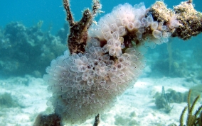Bulb tunicate