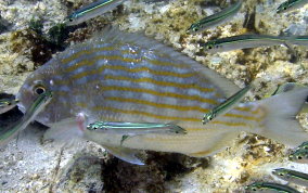 Sea Bream - Archosargus rhomboidalis