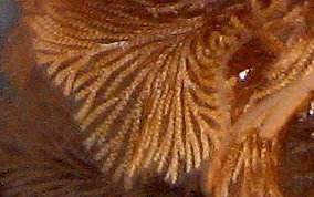 Tan Fan Bryozoan - Class Gymnolaemata