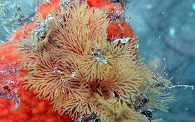 Tan Fan Bryozoan - Class Gymnolaemata