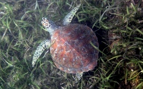 Hawksbill Turtle Green Sea Turtle - Chelonia mydas