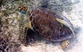 Hawksbill Turtle Green Sea Turtle - Chelonia mydas
