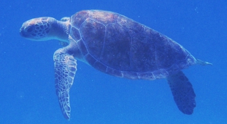 Hawksbill Turtle Green Sea Turtle - Chelonia mydas