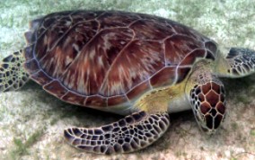 Hawksbill Turtle Green Sea Turtle - Chelonia mydas