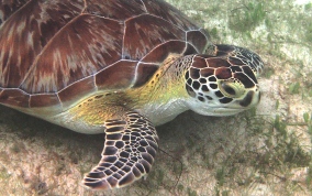 Hawksbill Turtle Green Sea Turtle - Chelonia mydas