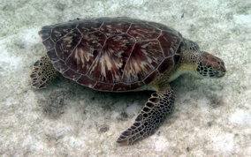 Hawksbill Turtle Green Sea Turtle - Chelonia mydas