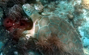 Green Sea Turtle Green Sea Turtle - Chelonia mydas