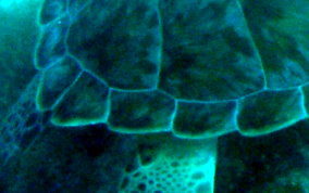 Green Sea Turtle Green Sea Turtle - Chelonia mydas