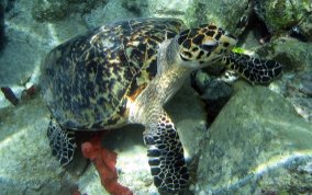 Hawksbill Turtle Hawksbill Turtle - Eretmochelys imbriocata