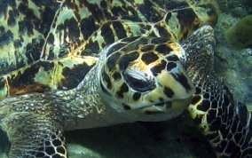 Hawksbill Turtle Hawksbill Turtle - Eretmochelys imbriocata