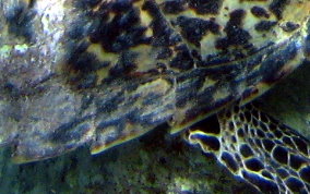 Hawksbill Turtle Hawksbill Turtle - Eretmochelys imbriocata