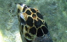 Hawksbill Turtle Hawksbill Turtle - Eretmochelys imbriocata