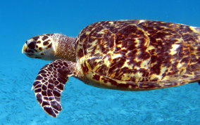 Hawksbill Turtle Hawksbill Turtle - Eretmochelys imbriocata
