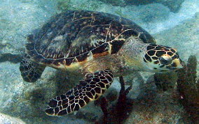 Hawksbill Turtle Hawksbill Turtle - Eretmochelys imbriocata