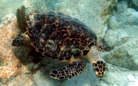 Hawksbill Turtle Hawksbill Turtle - Eretmochelys imbriocata