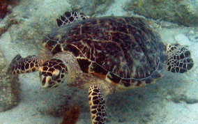 Hawksbill Turtle Hawksbill Turtle - Eretmochelys imbriocata