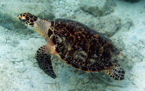 Hawksbill Turtle Hawksbill Turtle - Eretmochelys imbriocata