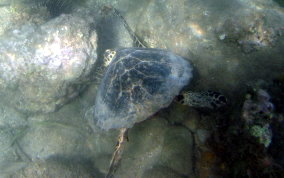 Hawksbill Turtle Hawksbill Turtle - Eretmochelys imbriocata