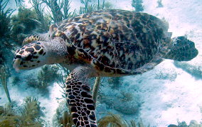 Hawksbill Turtle Hawksbill Turtle - Eretmochelys imbriocata