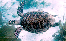 Hawksbill Turtle Hawksbill Turtle - Eretmochelys imbriocata