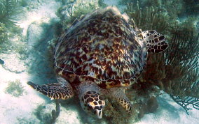 Hawksbill Turtle Hawksbill Turtle - Eretmochelys imbriocata