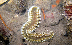 Bearded Fireworm - Hermodice carunculata