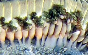 Bearded Fireworm - Hermodice carunculata