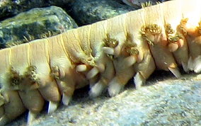 Bearded Fireworm - Hermodice carunculata
