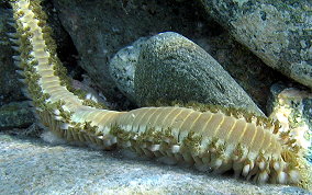 Bearded Fireworm - Hermodice carunculata