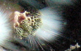 Bearded Fireworm - Hermodice carunculata