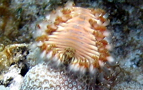 Bearded Fireworm - Hermodice carunculata