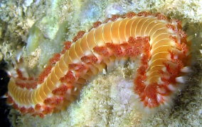 Bearded Fireworm - Hermodice carunculata