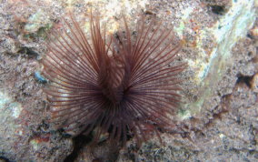 Horseshoe Worm - Order:Sabellida