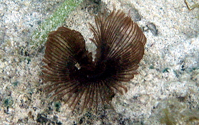 Horseshoe Worm - Order:Sabellida